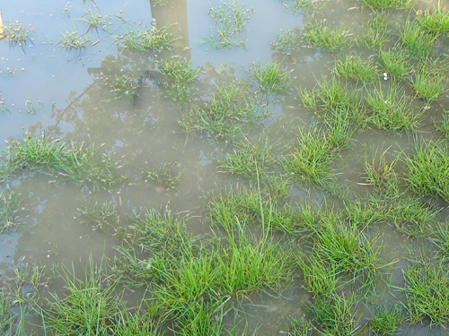 Inundatie Victor Babes (c) eMM.ro
